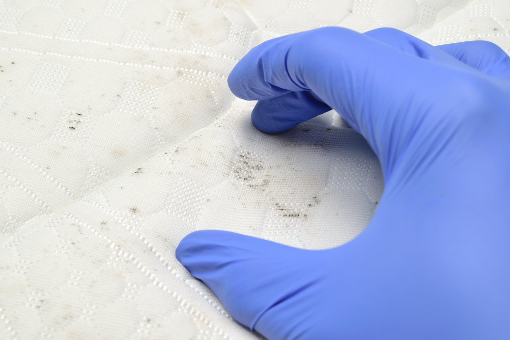 Carpet Repair Services by Wise Cleaners